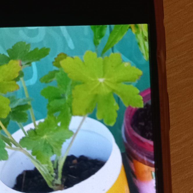Photo of the plant species Bigroot Geranium by @UberWoreya45 named Lebron on Greg, the plant care app