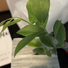 Photo of the plant species Inkberry by @ContentWorm36 named Prince on Greg, the plant care app