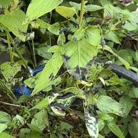 Photo of the plant species Broadleaf Enchanter's Nightshade by @HipPinetree47 named Einstein on Greg, the plant care app