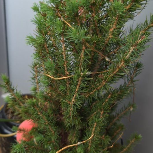 Photo of the plant species Eastern Spruce by @ManlyLuckyjade7 named Santa on Greg, the plant care app