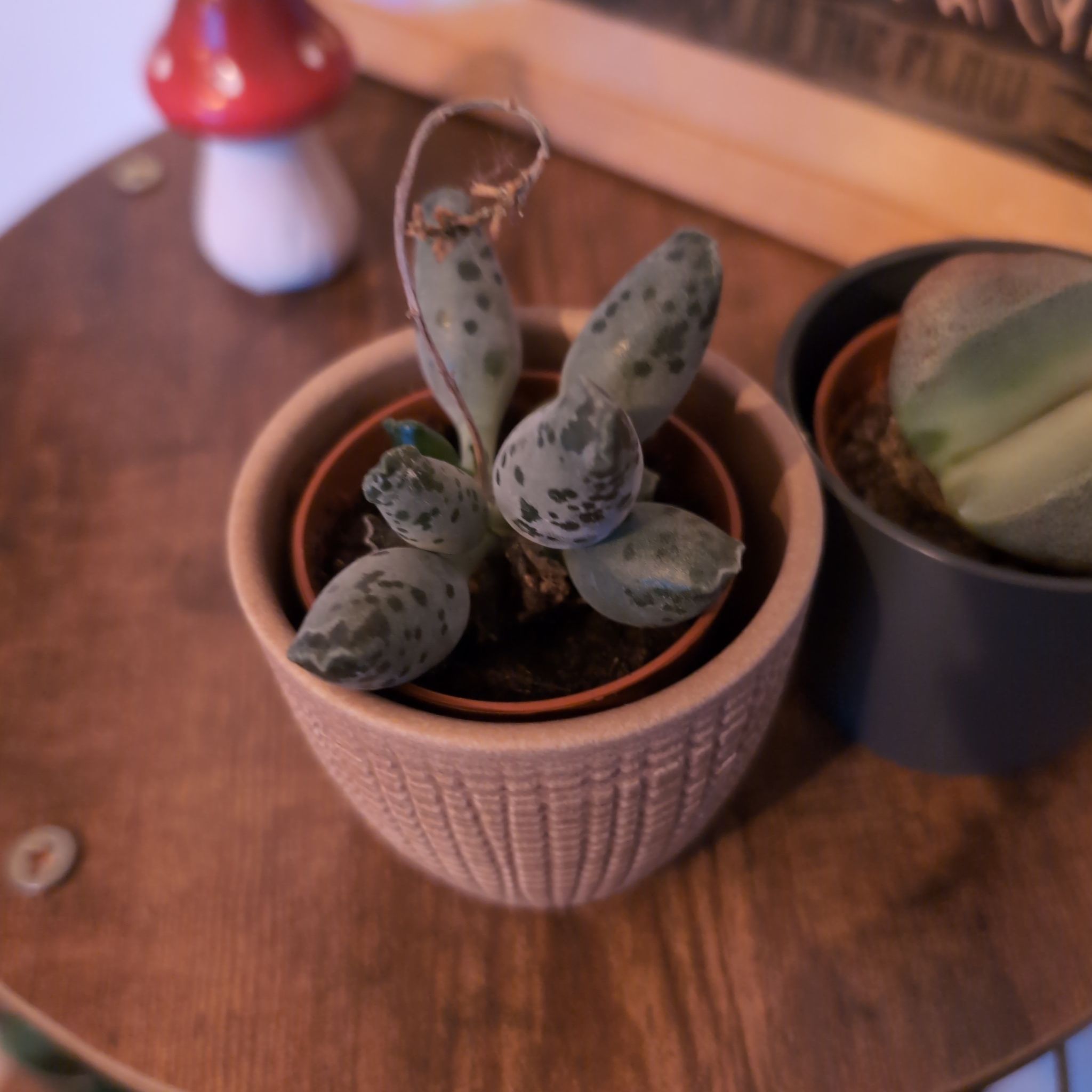 Photo of the plant species Plover Eggs 'Grey' by @ManlyLuckyjade7 named Lavender on Greg, the plant care app