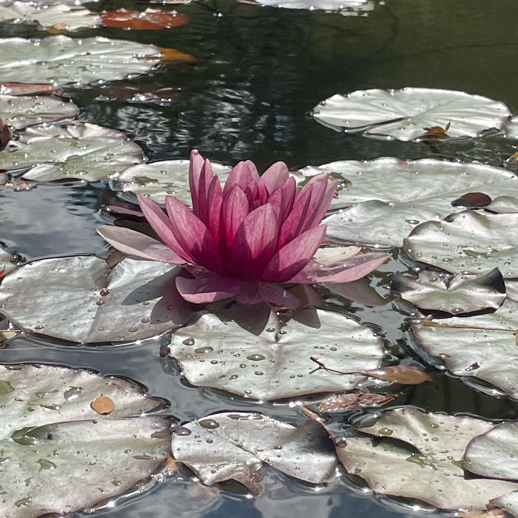 Photo of the plant species European White Waterlily by @Illyiliana named Cleopatra on Greg, the plant care app