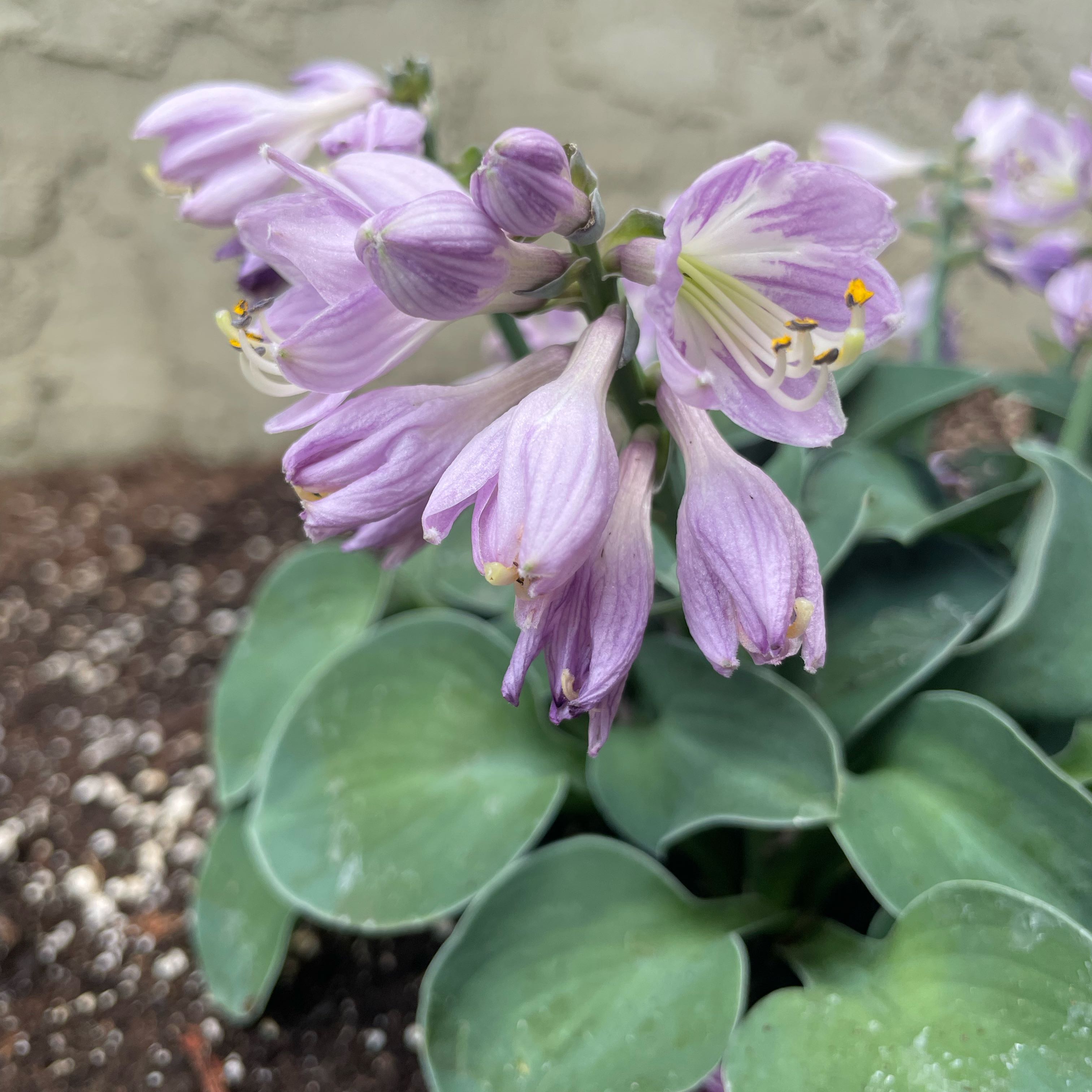 Photo of the plant species Blue Mouse Ear Hosta by @Illyiliana named Ulysses S Plant on Greg, the plant care app