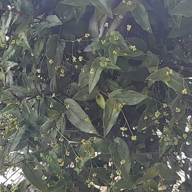 Photo of the plant species Dotted Bridalveil by @plantpeon named ChloroPhil on Greg, the plant care app