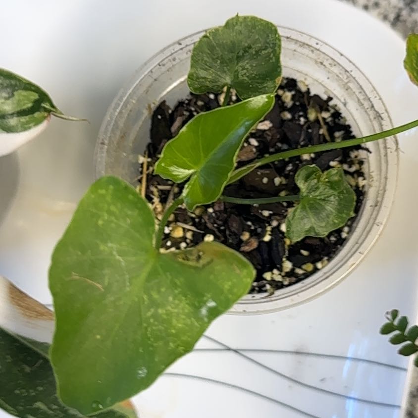 Photo of the plant species Philodendron selloum 'Golden' by @AdonicSeaspurge named Bella on Greg, the plant care app
