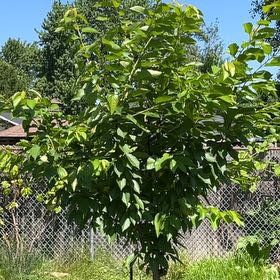 Photo of the plant species Bing Cherry Tree by @ZingTukauki82 named Fernie Mercury on Greg, the plant care app