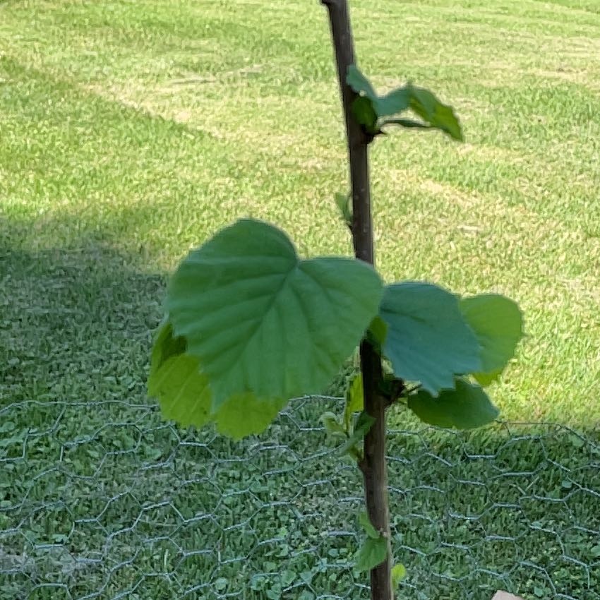 Photo of the plant species Ennis Hazelnut by @ZingTukauki82 named Apollo on Greg, the plant care app