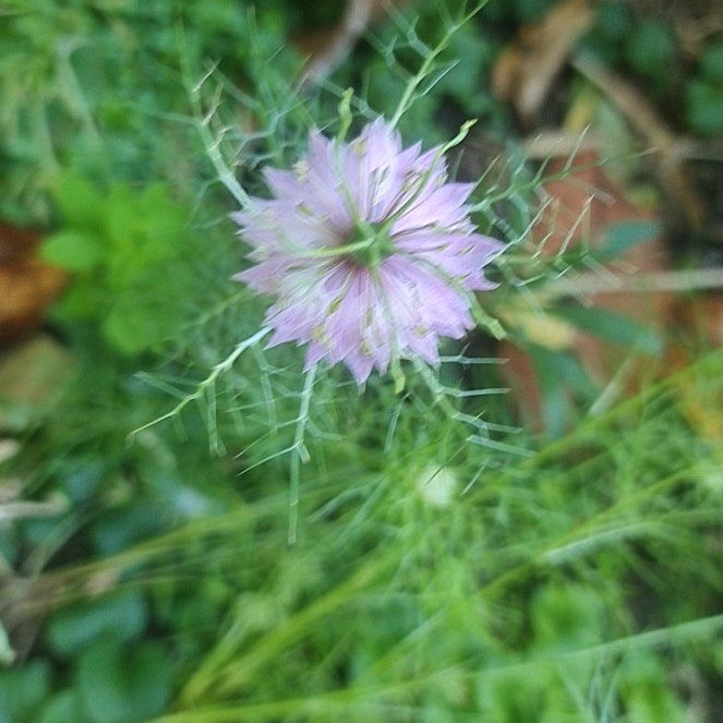 Photo of the plant species Devil in the Bush by @loveinamist named Bodhi on Greg, the plant care app
