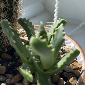 Photo of the plant species Confused Huernia by @HeartyKeylime named Forrest on Greg, the plant care app