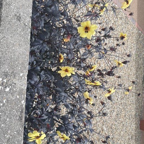 Photo of the plant species Arizona Beggarticks by @BeauteousWeed33 named Tree Diddy on Greg, the plant care app