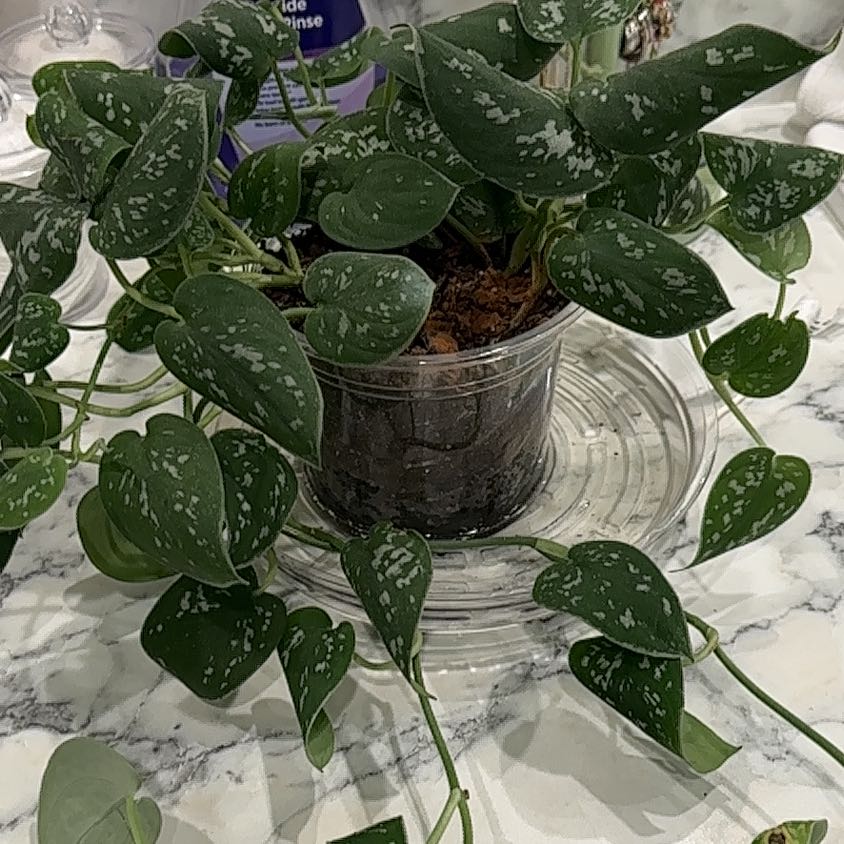 Photo of the plant species Silvery Anne Pothos by @FitFuscia21 named Morgan Treeman on Greg, the plant care app