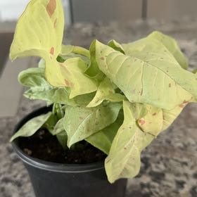 Photo of the plant species Synogium by @FitFuscia21 named India on Greg, the plant care app