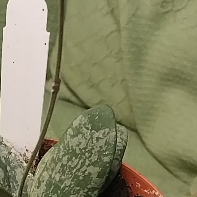Photo of the plant species Hoya sigillatis silver by @BreezyBuroak72 named Huckleberry Fern on Greg, the plant care app