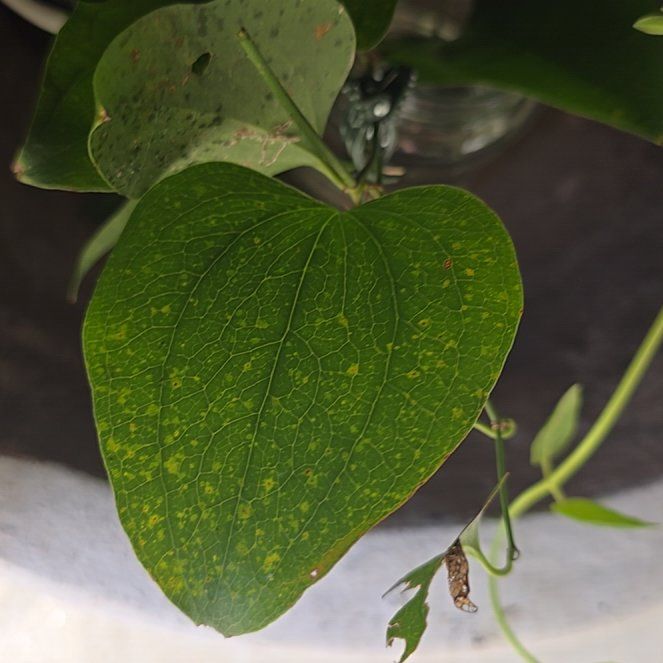 Photo of the plant species Roundleaf Greenbrier by @IdealTurmeric35 named Kylie on Greg, the plant care app