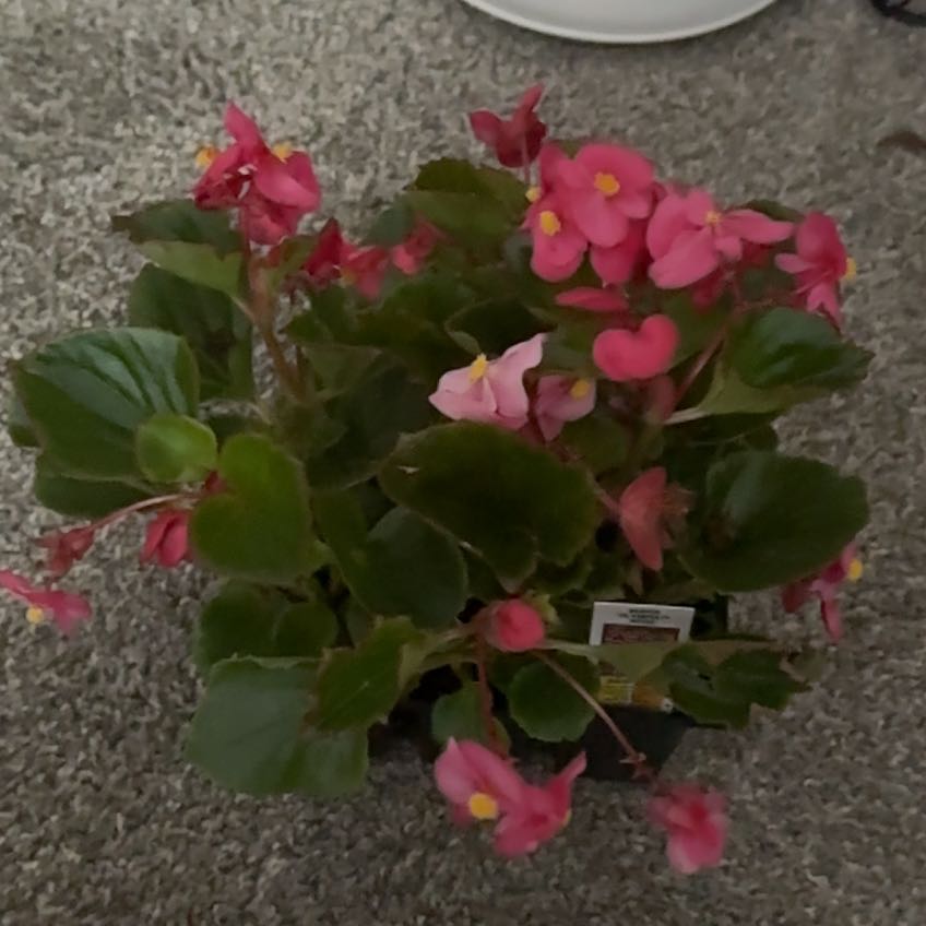 Photo of the plant species Begonia 'Super Olympia Pink' by @ZestfulOakmoss named Huckleberry Fern on Greg, the plant care app