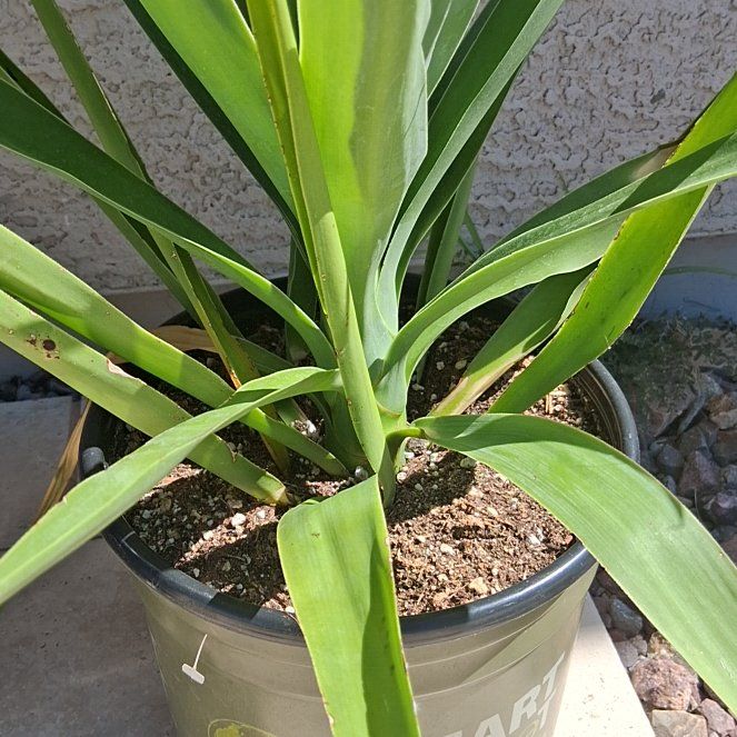 Photo of the plant species Variegated Spanish Dagger by @FunLithop19 named Leonardo on Greg, the plant care app