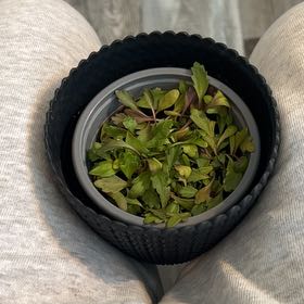 Photo of the plant species Coneflower by @TenderSalsify98 named Sigmund on Greg, the plant care app