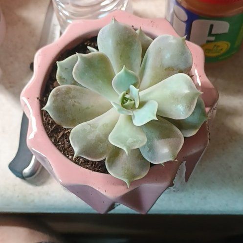 Photo of the plant species Echeveria by @LeadColocynth named Bruce Lee on Greg, the plant care app