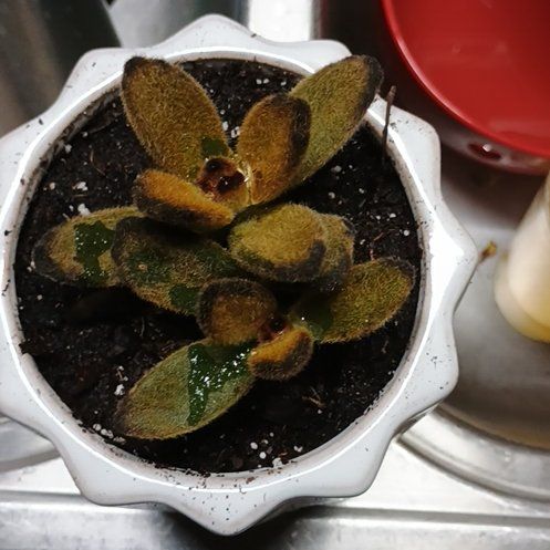 Photo of the plant species Teddy Bear Panda Plant by @LeadColocynth named Kesha on Greg, the plant care app