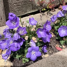 Photo of the plant species Peach-Leaved Bellflower by @AbleRedsage59 named Aristotle on Greg, the plant care app