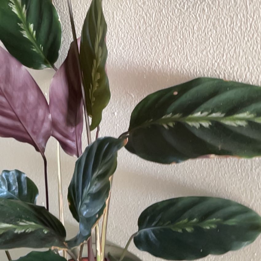 Photo of the plant species Calathea 'Misto' by @AbleRedsage59 named Drake on Greg, the plant care app