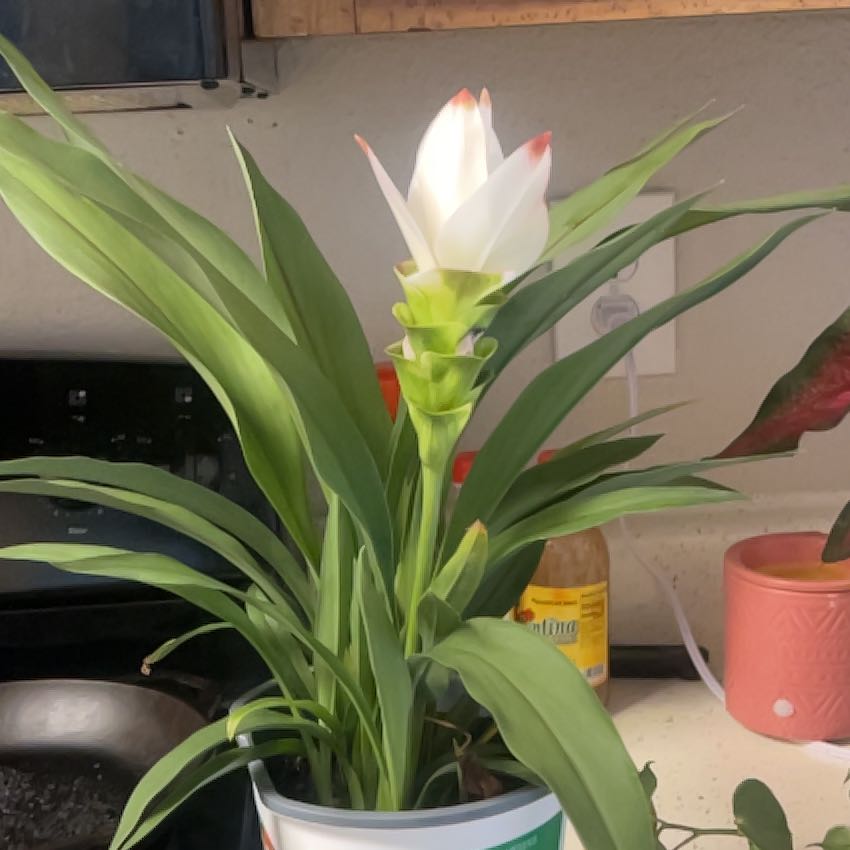 Photo of the plant species Flowering Ginger by @MightyColeus64 named Madonna on Greg, the plant care app