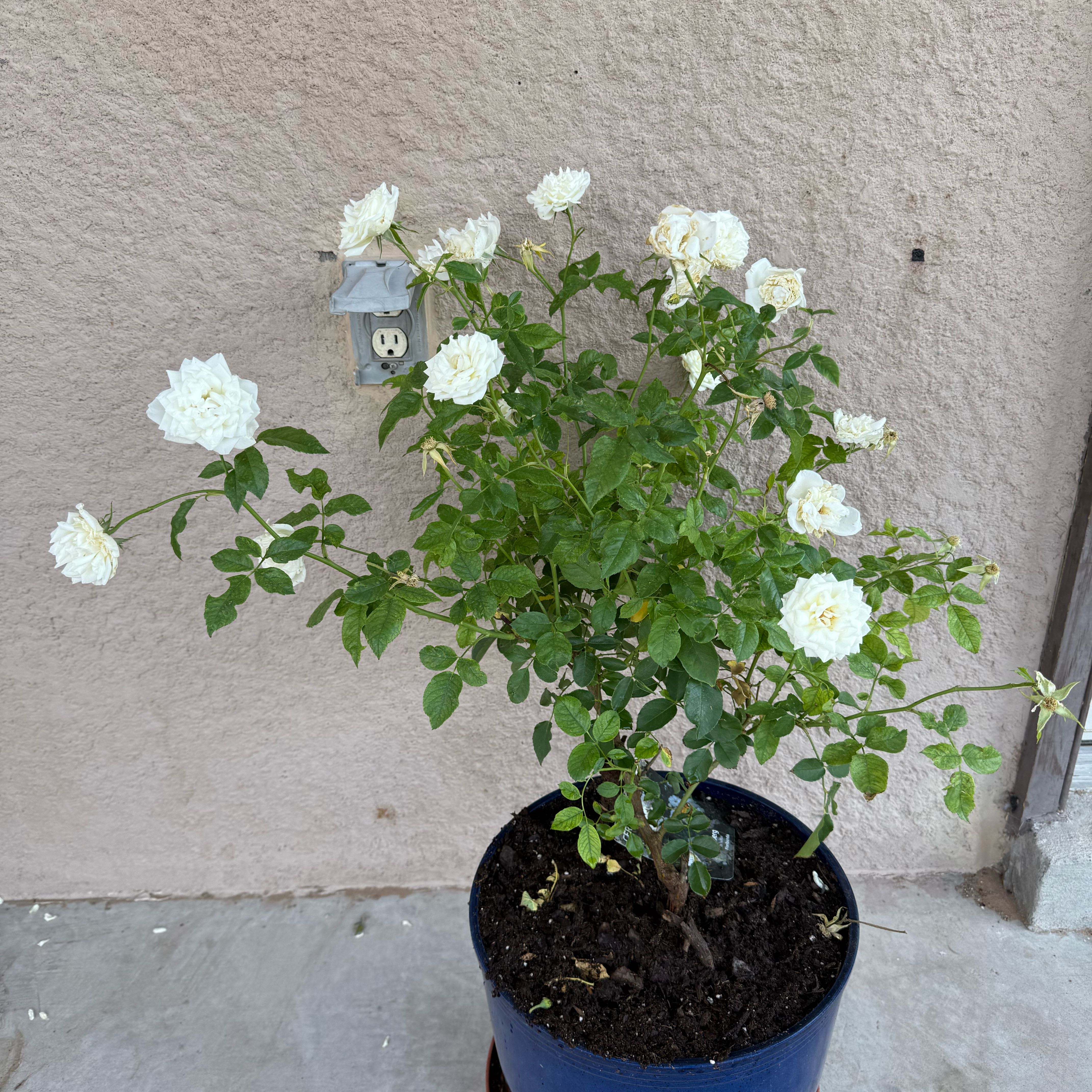 Photo of the plant species Iceberg Rose by @PerkyAngelwings named Ivory on Greg, the plant care app