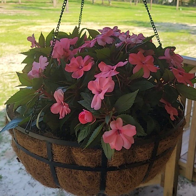 Photo of the plant species SunPatiens by @DynamiteAchiote named Sherlock on Greg, the plant care app