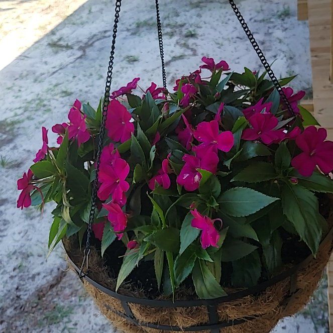 Photo of the plant species SunPatiens by @DynamiteAchiote named Sage on Greg, the plant care app