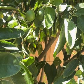 Photo of the plant species Japanese Pagoda Tree by @ReveredBacopa named James Dean on Greg, the plant care app