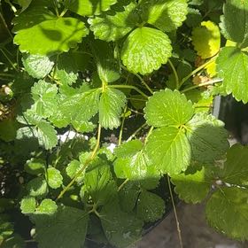 Photo of the plant species Beach Strawberry by @ReveredBacopa named Emerson on Greg, the plant care app