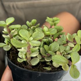 Photo of the plant species Portulacaria afra 'Snowfall' by @ProWorm38 named Javier on Greg, the plant care app