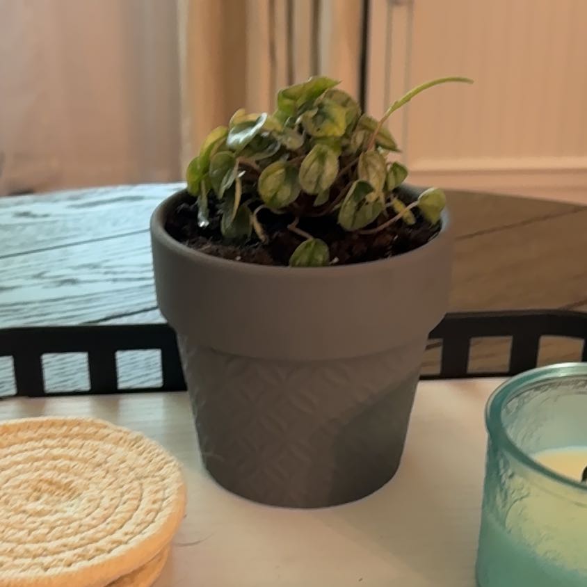 Photo of the plant species Peperomia 'Little Toscani' by @SilkenHope4 named Beckham on Greg, the plant care app