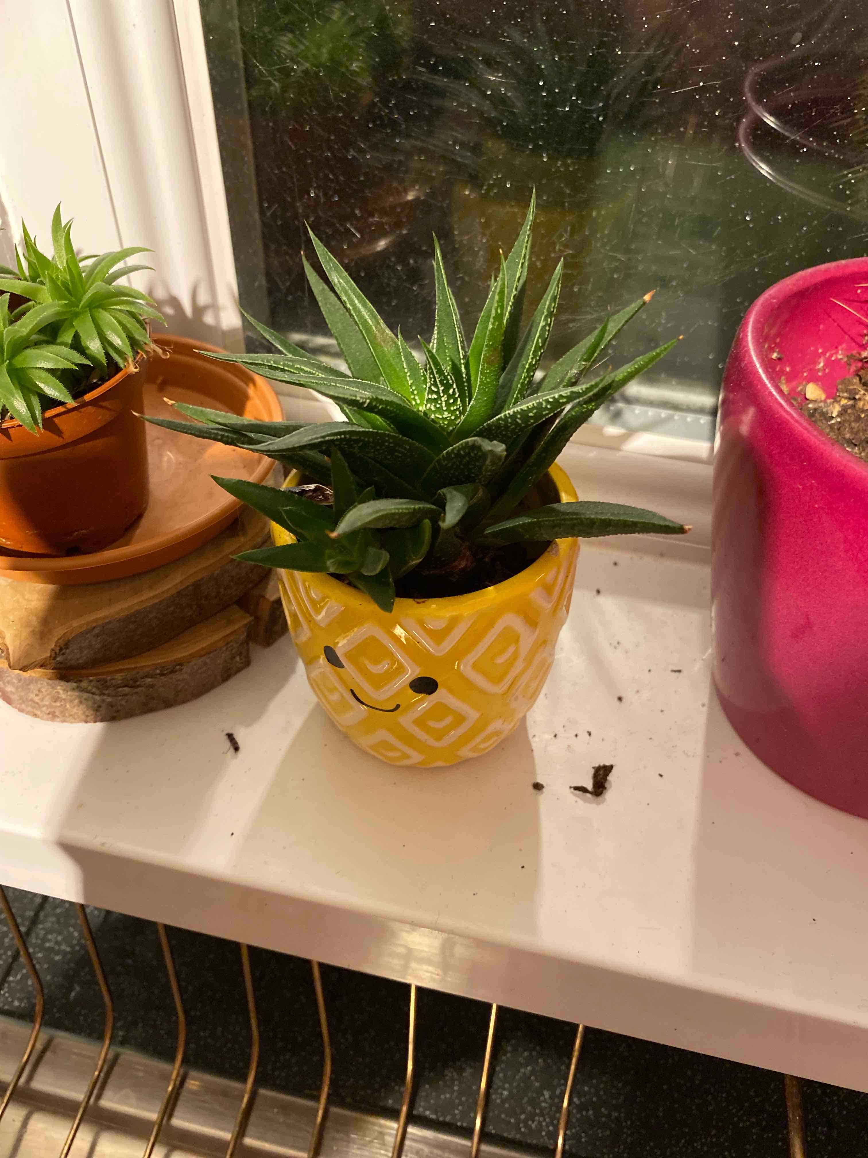 Agave plant in a yellow pot on a windowsill, appears healthy.