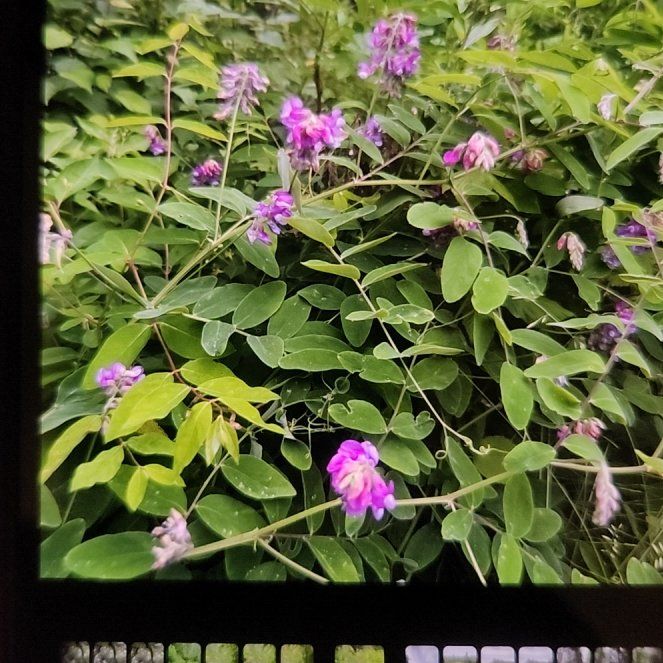 Photo of the plant species Bristly Locust by @ZealTimeout47 named Lavender on Greg, the plant care app