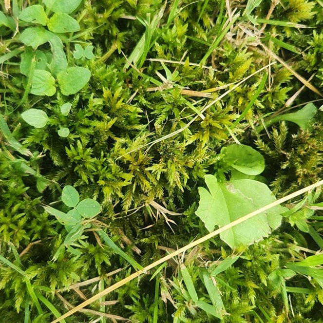 Photo of the plant species Tree Climacium Moss by @ZealTimeout47 named Orwell on Greg, the plant care app