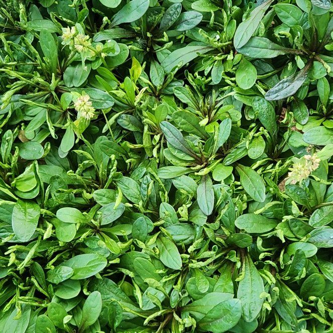 Photo of the plant species Common Selfheal by @ZealTimeout47 named Kesha on Greg, the plant care app
