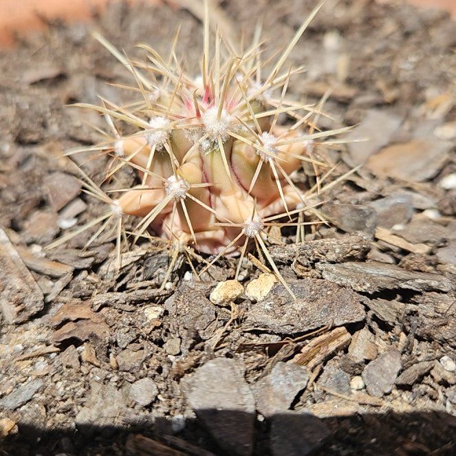 Photo of the plant species Fishhook Cactus by @HonestBorage34 named Orwell on Greg, the plant care app