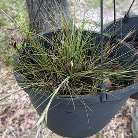 Photo of the plant species Bartram's Airplant by @Newbieinplants named Foxxy on Greg, the plant care app