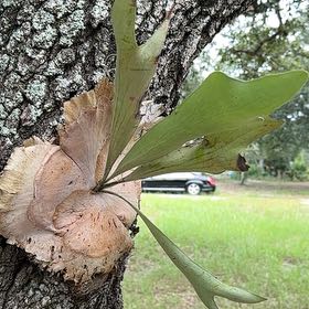Photo of the plant species Staghorn Fern by @Newbieinplants named da Vinci on Greg, the plant care app