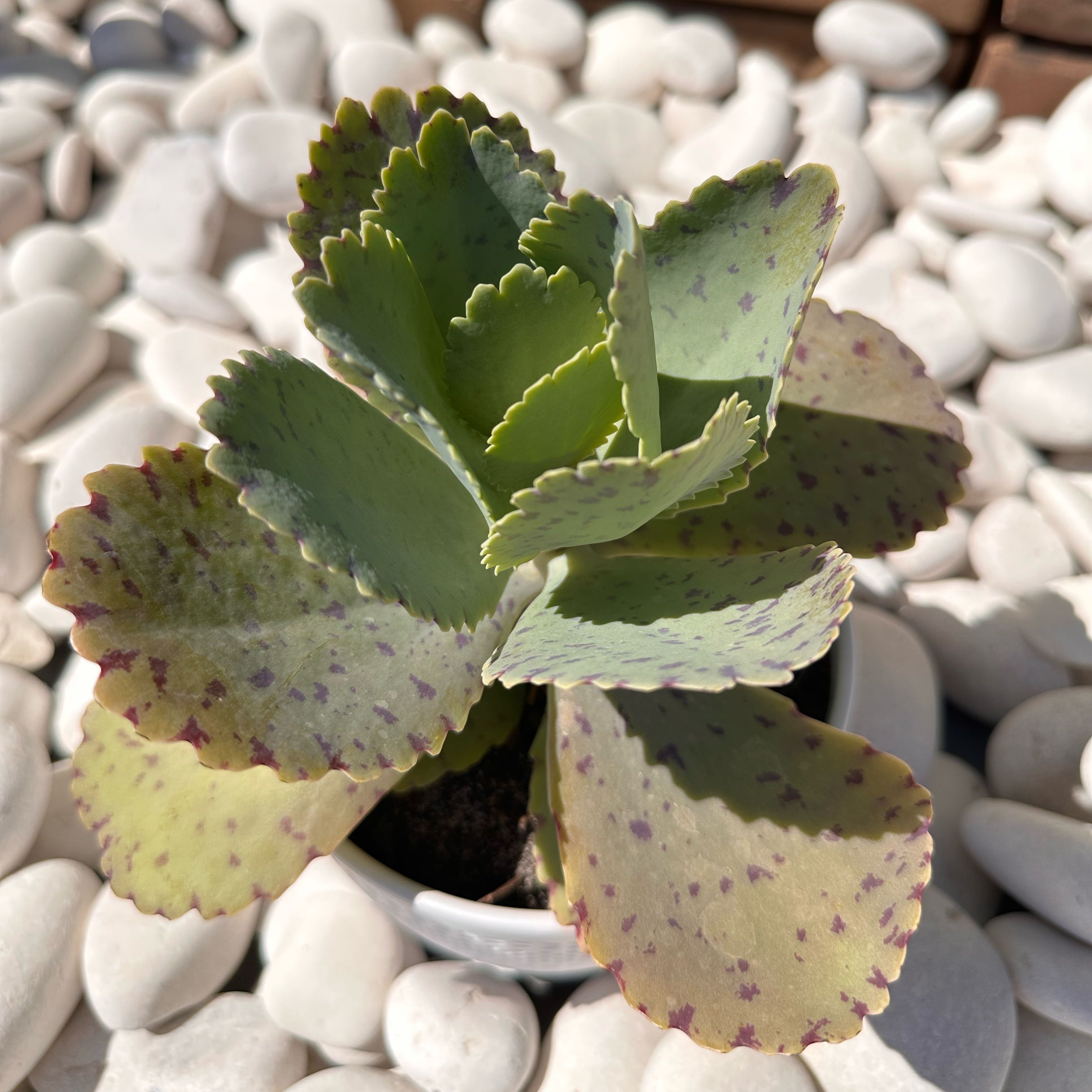 Photo of the plant species Penwiper Plant by @Newbieinplants named Marmorata on Greg, the plant care app