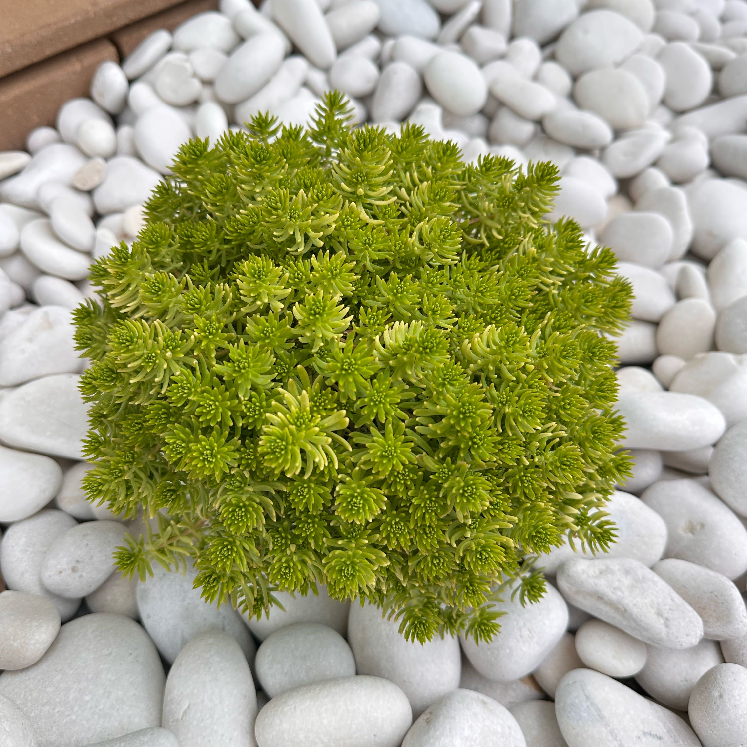 Photo of the plant species Lemon Coral Sedum by @Newbieinplants named Lemon on Greg, the plant care app