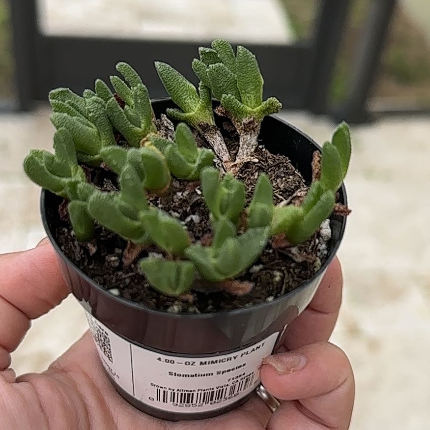 Photo of the plant species Stomatium acutifolium by @Newbieinplants named Keanu Leaves on Greg, the plant care app