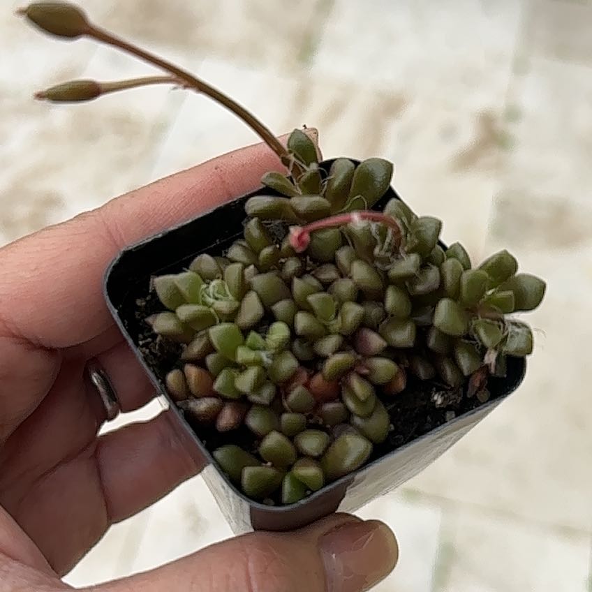 Photo of the plant species Cremnosedum 'Little Gem' by @Newbieinplants named Wall-E on Greg, the plant care app