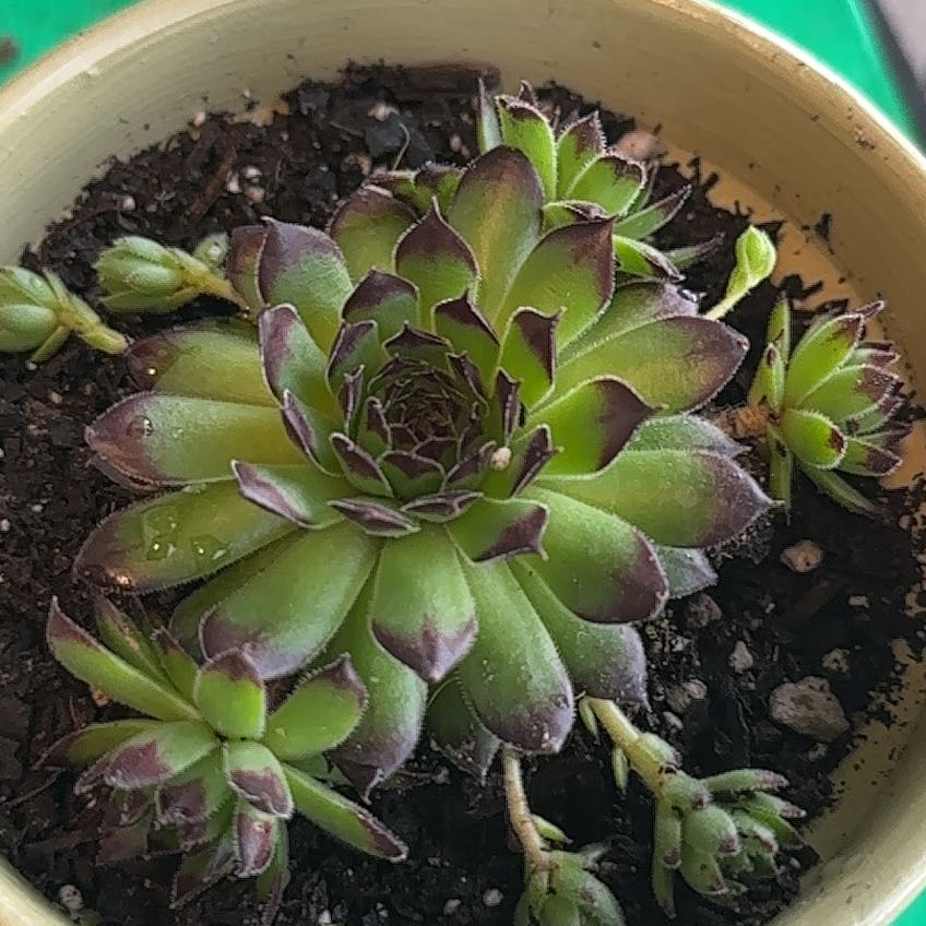 Photo of the plant species Sempervivum Reinhardt by @Newbieinplants named Mollie on Greg, the plant care app