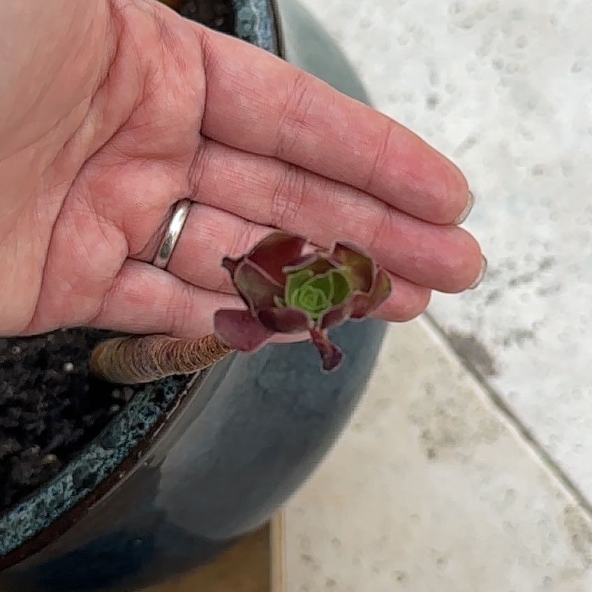 Photo of the plant species Aeonium 'Blushing Beauty' by @Newbieinplants named Drake on Greg, the plant care app