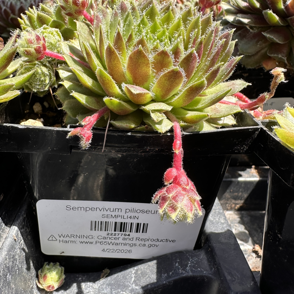 Photo of the plant species Sempervivum Pilioseum by @Newbieinplants named Clooney on Greg, the plant care app