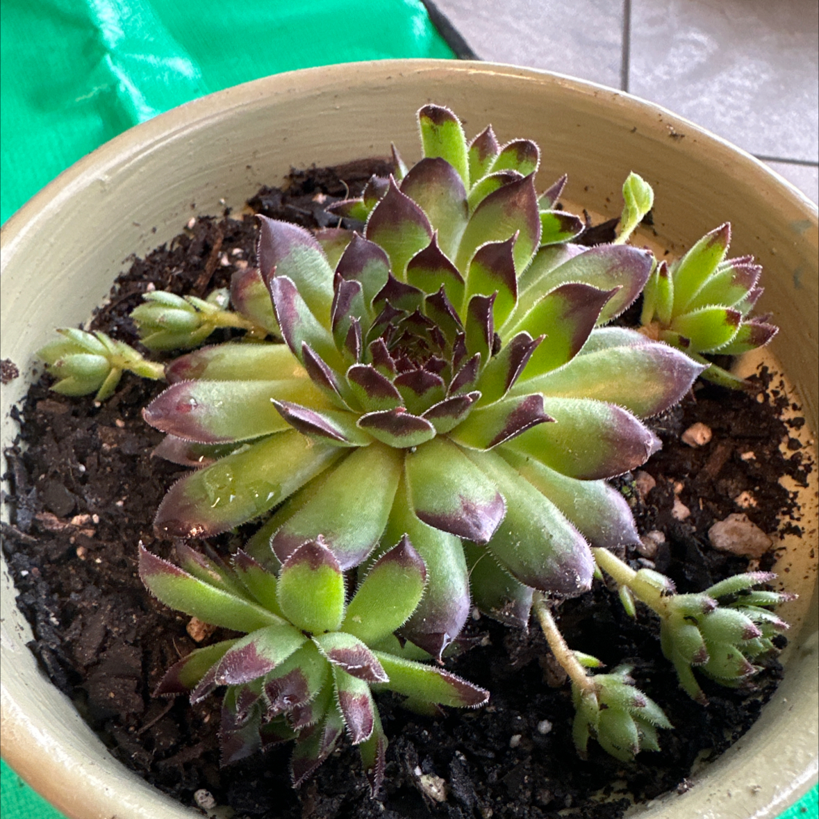 Photo of the plant species Sempervivum Reinhardt by @Newbieinplants named Mando on Greg, the plant care app