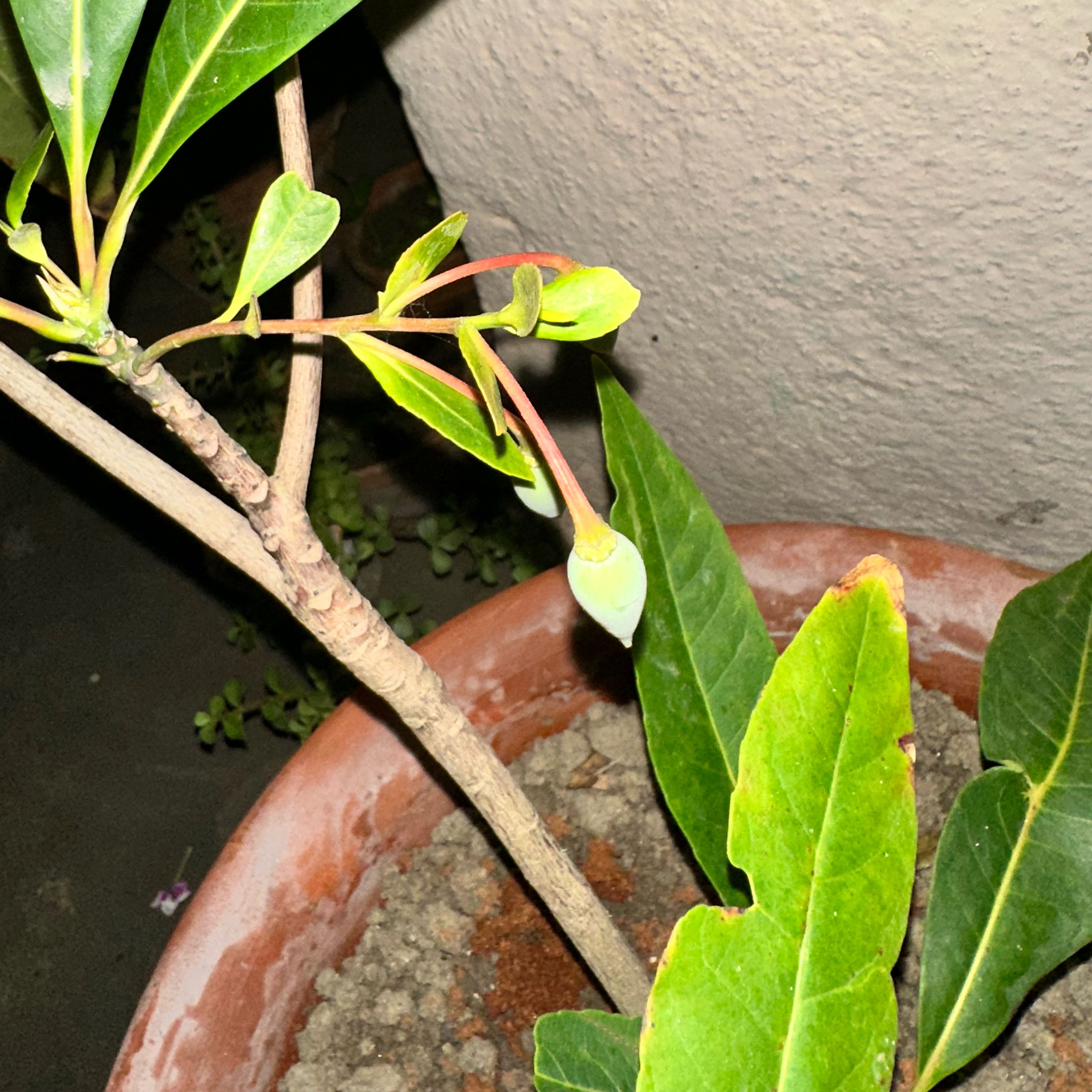 Photo of the plant species Rudraksha Tree by @PunchyHedera71 named Aum Namah Shivay on Greg, the plant care app