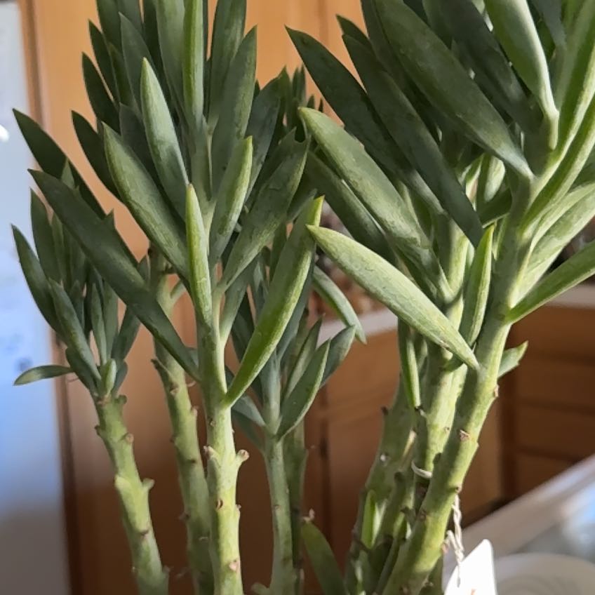 Photo of the plant species Skyscraper Senecio by @PetEarthstar33 named Uh on Greg, the plant care app